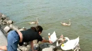 feeding the swans @ Velencei lake