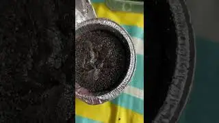 Choco lava cake|| sweet food||😍😍😍 #shorts #cake #dominos
