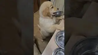 Когда поторопился с воровством😅 #like #собака #retriever #doglove #популярное #топ #актив #тикток