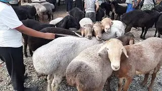 АНДИЖОН АСАКА УЗБЕКИСТОН КУЙ БОЗОРИ НАРХЛАРИ 2021 ANDIJON ASAKA ÒZBEKISTON QÒY BOZORI NARXLARI ХСОРИ