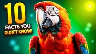 10 FACTS About PARROTS You Didn’t KNOW!