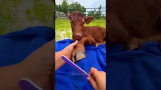 Spa Day For Baby Sonar🐮#animalshorts #calf #farmanimals #babyanimals #cutefarmanimals #cows #animal