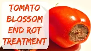 Blossom End Rot On Tomatoes & Peppers - Causes & Treatment - Arizona Organic Gardening