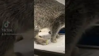 Murzik the Kitten Wins Over My Heart—And My Desk—With Purrfectly Sneaky Tactics!