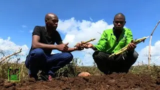 The King of Napier Grass variety - Super Napier Grass |Dairy farms - part 2|