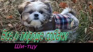 Ши-тцу описание породы! Все о породе собаки!