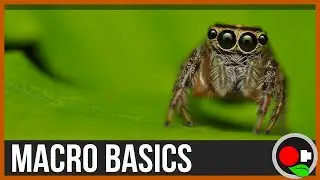 An Intro to Macro Filmmaking: Macro Basics