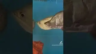 Arowana with Clown Knife fish! 