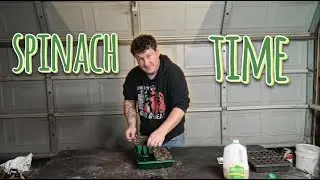 I Tried Sowing Spinach Seeds