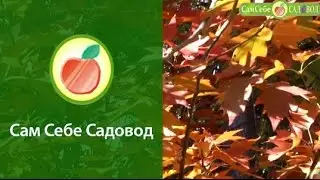 Рябина Берека или рябина-глоговина (Sorbus torminalis)