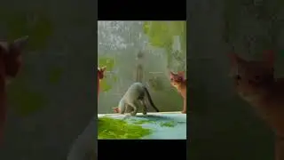 о чем был Stray