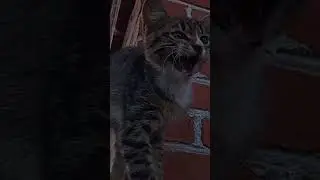 у каждого был такой шерстяной друг 🙃