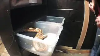 Sumatran Blood Python Care, How to Snake Tote Cleaning, and Close Call Transfers