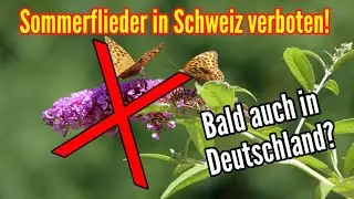 Sommerflieder Verbot in der Schweiz! Auch bald in Deutschland?