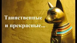 Красота спасёт мир #8. Кошки. Таинственные и прекрасные...