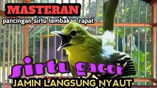PANCINGAN SIRTU PALING AMPUH‼️ JAMIN LANGSUNG NYAUT SIRTU BAHAN PUN.