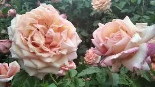 Мой прекрасный сад из роз, я буду скучать.