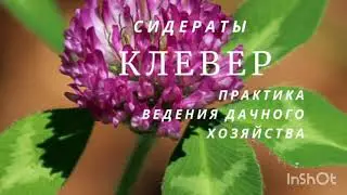 Клевер розовый как сидерат