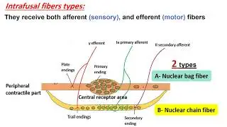 MED LEVEL3 NEU II 326 PHYSIOLOGY L12 Motor functions of the spinal cord reflex, monosynaptic and pol