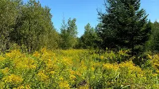 La Réserve naturelle du Marais-Léon-Provancher. The Marais Léon-Provancher Nature Reserve.