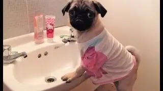 Pug wants to wash up