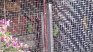 Агрессивное нападение на попугаев