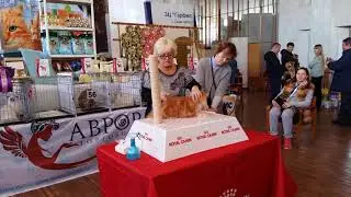 WCF Cat Show (23-24 February, 2019)