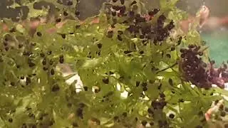 печёночный мох цветет