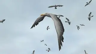 Seagull flock 2023 for Unity | Unity Asset