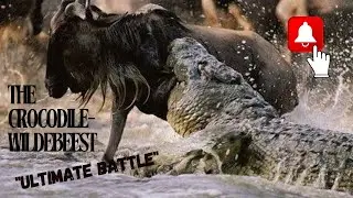 The Epic Crocodile-Wildebeest Showdown | A Fight for Survival