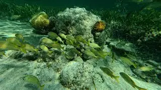 Cozumel Mexico - Dune Buggy and Snorkel Excursion