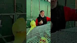 Продавец с попугаями на рынке Янгиабад