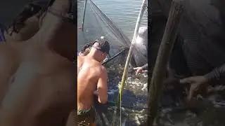 Fishy fish harvest#amazing #bangus #fishing #milkfish #angler #adventure #best #binmaley #viral