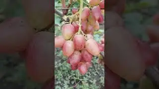 Виноград Сандра - гф Писанки О.М.