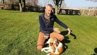 LAV DE 6 BASALE ØVELSER MED OS I onlinehund.dk 🐾