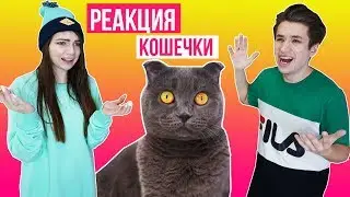 РЕАКЦИЯ КОШКИ НА ССОРУ С ПАРНЕМ | ПРАНК