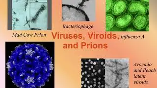 Virus Lecture Recording
