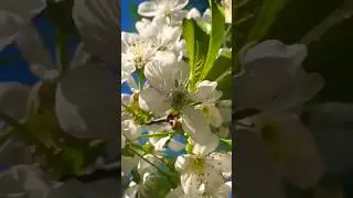 "Вишневый сад..." ( гр. САДко)