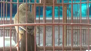 Họa mi Nghệ sỹ bản mèo xuống phố