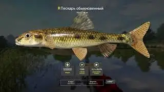 Русская рыбалка 4 р.  Вьюнок (Пескарь обыкновенный)