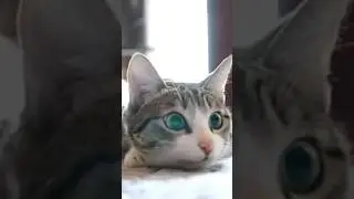 Когда не знаешь Шоколад или Карамель? #cat