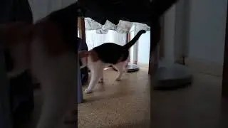Masha cat & the Bell