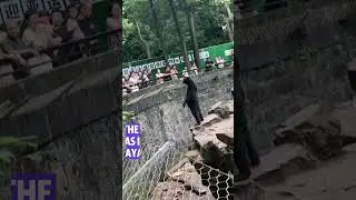 Chinese zoo denies that its bears are actually humans dressed in costumes #shorts