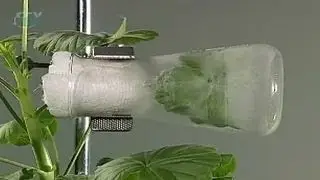 Sheet. Detection of water evaporation by leaves