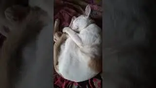 คร้าบเเม่ #แมวน่ารัก