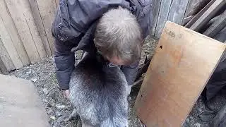 Определяем беременность козы в 3,5 месяца...