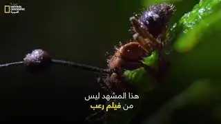النمل الزومبي 🐜