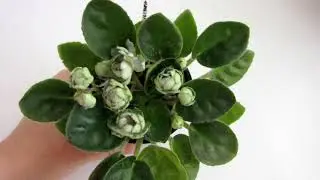 How to water violets. IMPORTANT points!!! How to tell when a violet needs watering.