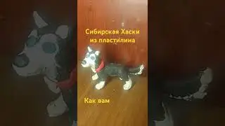 сибирская Хаски из пластилина #рек #мультик #эдит #лютик #gachaclub #подпишись #shorts