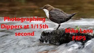 Photographing Dippers at 1/15th second